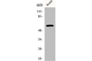 Western Blot analysis of HepG2 cells using ERK 8 Polyclonal Antibody (MAPK15 antibody)