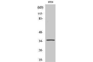 Western Blotting (WB) image for anti-Olfactory Receptor 2K2 (OR2K2) (C-Term) antibody (ABIN3176521) (OR2K2 antibody  (C-Term))