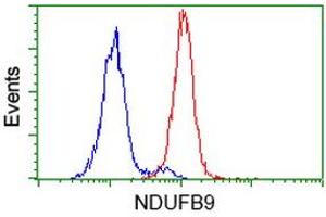 Flow cytometric Analysis of Hela cells, using anti-NDUFB9 antibody (ABIN2454384), (Red), compared to a nonspecific negative control antibody, (Blue). (NDUFB9 antibody  (AA 3-179))