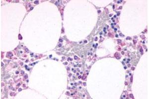 Immunohistochemical staining of human bone marrow with C5AR1 polyclonal antibody . (C5AR1 antibody  (N-Term))