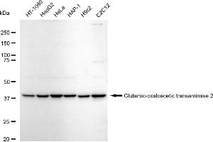 Western blotting analysis using Glutamic-oxaloacetic transaminase 2 antibody (ABIN7798746). (Recombinant GOT2 antibody)