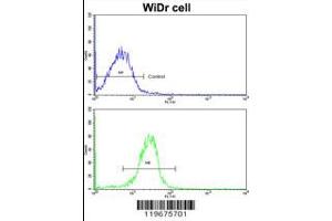 Flow cytometric analysis of widr cells using AADAC Antibody (bottom histogram) compared to a negative control cell (top histogram). (AADAC antibody  (C-Term))