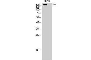 Western Blotting (WB) image for anti-Neuralized Homolog (Drosophila) (NEURL) (Ser357) antibody (ABIN3176279) (NEURL antibody  (Ser357))