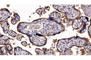 Detection of ITGaV in Human Placenta Tissue using Polyclonal Antibody to Integrin Alpha V (ITGaV) (CD51 antibody  (AA 560-744))