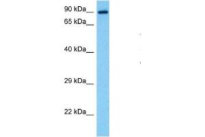 Host:  Mouse  Target Name:  STAT1  Sample Tissue:  Mouse Pancreas  Antibody Dilution:  1ug/ml (STAT1 antibody  (N-Term))