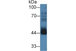 Western blot analysis of Mouse Testis lysate, using Human CCNB2 Antibody (3 µg/ml) and HRP-conjugated Goat Anti-Rabbit antibody ( (Cyclin B2 antibody  (AA 58-398))