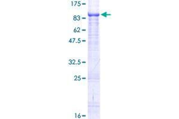 EIF3L Protein (AA 1-564) (GST tag)