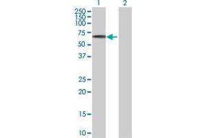 Western Blot analysis of EFS expression in transfected 293T cell line by EFS MaxPab polyclonal antibody.