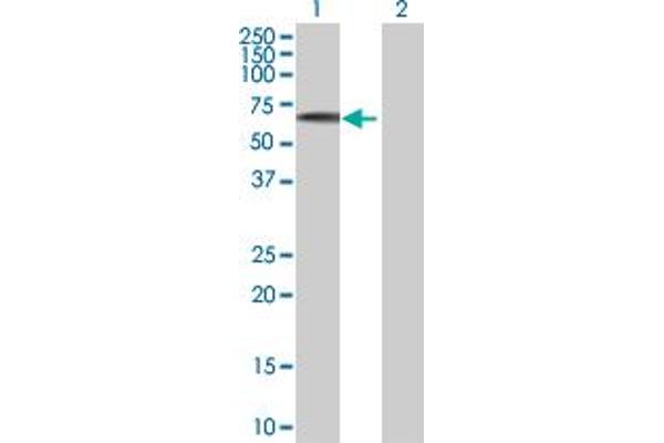 EFS antibody  (AA 1-468)