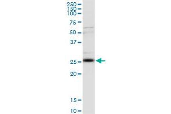 CLTA antibody  (AA 118-176)