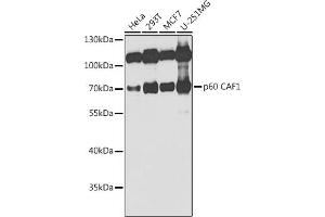 Western blot analysis of extracts of various cell lines, using p60 C antibody  at 1:1000 dilution. (CHAF1B antibody  (AA 270-559))