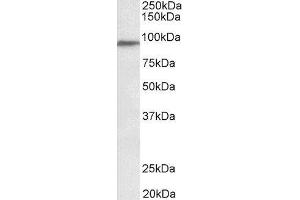ABIN2564792 (0. (PTCHD3 antibody  (Internal Region))