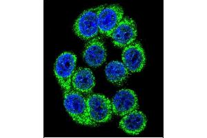 Confocal immunofluorescent analysis of HYOU1 Antibody (Center) (ABIN391486 and ABIN2841454) with 293 cell followed by Alexa Fluor 488-conjugated goat anti-rabbit lgG (green). (HYOU1 antibody  (AA 274-303))