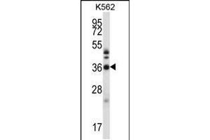 Western blot analysis in K562 cell line lysates (35ug/lane). (CrkL antibody  (N-Term))