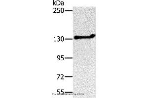 Western blot analysis of Jurkat cell, using NEMF Polyclonal Antibody at dilution of 1:200