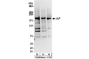 Western Blotting (WB) image for anti-Sperm Associated Antigen 9 (SPAG9) (AA 775-825) antibody (ABIN7454612)