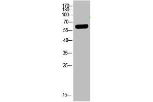 Western Blot analysis of HELA cells using primary antibody diluted at 1:2000(4 °C overnight). (OASL antibody  (AA 1-50))