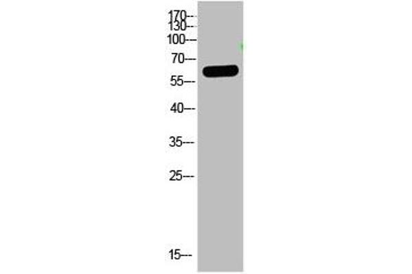 OASL anticorps  (AA 1-50)