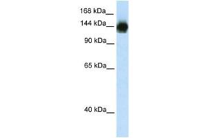 Western Blotting (WB) image for anti-Timeless Homolog (TIMELESS) (N-Term) antibody (ABIN2780561)