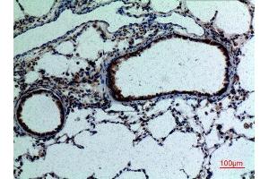 Immunohistochemistry (IHC) analysis of paraffin-embedded Rat Lung, antibody was diluted at 1:100. (FGF18 antibody  (C-Term))