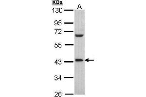 WB Image Sample (30 ug of whole cell lysate) A: Hep G2 , 10% SDS PAGE antibody diluted at 1:500