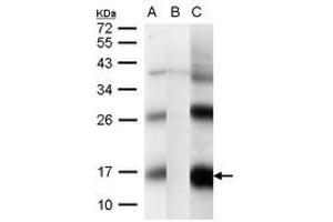 Image no. 2 for anti-CG1458 (CG1458) (AA 1-133) antibody (ABIN1496301) (CG1458 antibody  (AA 1-133))