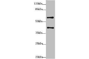 Western blot All lanes: SYCE1 antibody at 3. (SYCE1 antibody  (AA 132-351))
