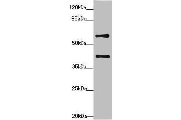 SYCE1 Antikörper  (AA 132-351)