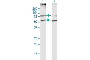 Western Blot analysis of SLC19A2 expression in transfected 293T cell line by SLC19A2 MaxPab polyclonal antibody. (SLC19A2 antibody  (AA 1-497))