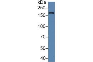 Western Blot; Sample: Bovine Milk; Primary Ab: 5µg/ml Rabbit Anti-Human XDH Antibody Second Ab: 0. (XDH antibody  (AA 1-300))