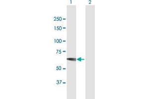 Western Blot analysis of IMPDH1 expression in transfected 293T cell line by IMPDH1 MaxPab polyclonal antibody. (IMPDH1 antibody  (AA 1-563))