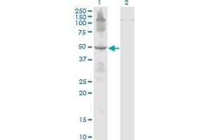 Western Blot analysis of ETF1 expression in transfected 293T cell line by ETF1 monoclonal antibody (M02), clone 2H4.
