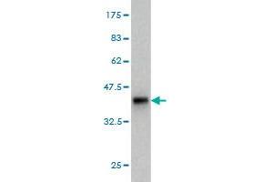 Western Blot detection against Immunogen (37. (SEC22B antibody  (AA 1-110))