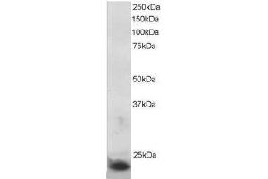 Image no. 1 for anti-Suppressor of Cytokine Signaling 3 (SOCS3) (C-Term) antibody (ABIN374066) (SOCS3 antibody  (C-Term))