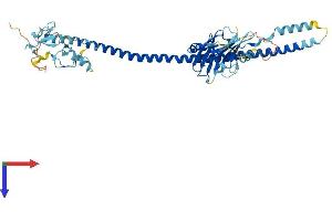 AlphaFold protein structure predicition of Human Recombinant TRIM77 Protein, UniprotID I1YAP6