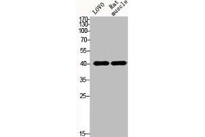 Western Blot analysis of LOVO mouse-muscle cells using Actin α1 Polyclonal Antibody (Actin antibody  (N-Term))