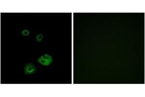 Immunofluorescence (IF) image for anti-Neuropeptide Y Receptor Y2 (NPY2R) (AA 1-50) antibody (ABIN2890911) (NPY2R antibody  (AA 1-50))