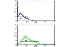 Flow cytometric analysis of HL-60 cells using LIN28B antibody (green) compared to a negative control (blue). (LIN28B antibody  (AA 1-30))