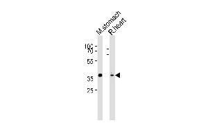 Western blot analysis of lysates from mouse stomach, rat heart tissue (from left to right), using Mouse Nkx2-5 Antibody (Center) (ABIN6243911 and ABIN6577620).