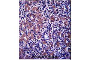 B4GALNT3 Antibody (Center) (ABIN657581 and ABIN2846584) immunohistochemistry analysis in formalin fixed and paraffin embedded human stomach tissue followed by peroxidase conjugation of the secondary antibody and DAB staining. (B4GALNT3 antibody  (AA 555-584))