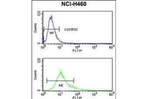 S100A10 Antibody (Center) (ABIN653034 and ABIN2842649) flow cytometry analysis of NCI- cells (bottom histogram) compared to a negative control cell (top histogram). (S100A10 antibody  (AA 12-40))