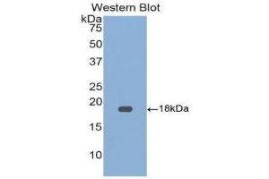 Western Blotting (WB) image for anti-Growth Differentiation Factor 9 (GDF9) (AA 320-454) antibody (ABIN1858992)