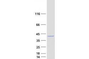 WD Repeat Domain 54 (WDR54) protein (Myc-DYKDDDDK Tag)