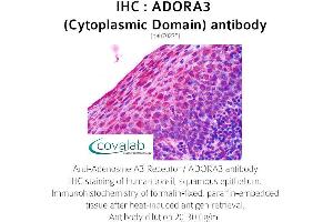 Image no. 1 for anti-Adenosine A3 Receptor (ADORA3) (3rd Cytoplasmic Domain) antibody (ABIN1731567) (Adenosine A3 Receptor antibody  (3rd Cytoplasmic Domain))