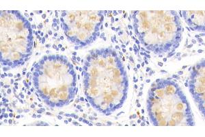 Detection of CLCA1 in Human Colon Tissue using Polyclonal Antibody to Chloride Channel Accessory 1 (CLCA1)
