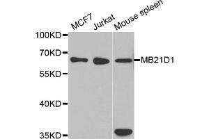 Western blot analysis of extracts of various cell lines, using MB21D1 antibody. (C6orf150 antibody)