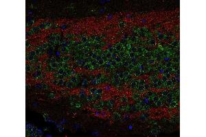 Indirect immunostaining of PFA fixed paraffin-embedded mouse hippocampus section with anti-SV 2C (dilution 1 : 200; red) and rabbit anti-sec 22b (, dilution 1 : 200; green). (SV2C antibody  (AA 2-16))