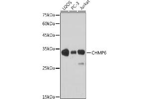Western blot analysis of extracts of various cell lines, using CHMP6 antibody (ABIN6133624, ABIN6138551 and ABIN7101747) at 1:1000 dilution. (CHMP6 antibody)