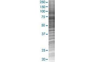 SNX33 transfected lysate. (SH3PX3 293T Cell Transient Overexpression Lysate(Denatured))