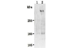 Western Blotting (WB) image for anti-Stabilin 2 (STAB2) antibody (ABIN1449211) (Stabilin 2 (STAB2) antibody)